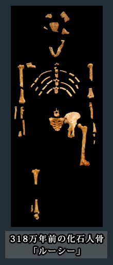 318万年前の化石人骨「ルーシー」